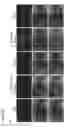 Fig. 48 - Three-dimensional differentiation of epiblast spheroids to kidney organoids models stage-specific epithelial physiology, morphogenesis, and disease