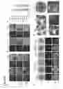 Fig. 58 - Three-dimensional differentiation of epiblast spheroids to kidney organoids models stage-specific epithelial physiology, morphogenesis, and disease