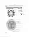Fig. 08 - Viral vaccines and methods of forming the same