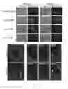 Fig. 06 - Mutations that confer genetic stability to additional genes in influenza viruses
