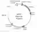 Fig. 01 - SYSTEMS AND METHODS FOR SELECTION OF GRNA TARGETING STRANDS FOR CAS9 LOCALIZATION