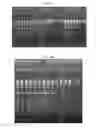 Fig. 08 - Small-molecule mediated size selection of nucleic acids