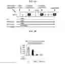 Fig. 04 - METHODS AND COMPOSITIONS FOR ENHANCING GENE EDITING
