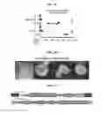 Fig. 10 - METHODS AND COMPOSITIONS FOR ENHANCING GENE EDITING