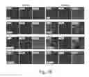 Fig. 17 - Scaffold proteins derived from plant cystatins