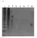 Fig. 05 - DNA DISPLAY AND METHODS THEREOF
