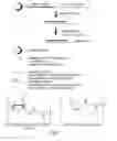 Fig. 02 - RNA INTERFERENCE MEDIATED INHIBITION OF GENE EXPRESSION USING CHEMICALLY MODIFIED SHORT INTERFERING NUCLEIC ACID (siNA)