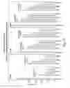 Fig. 30 - RNA INTERFERENCE MEDIATED INHIBITION OF GENE EXPRESSION USING CHEMICALLY MODIFIED SHORT INTERFERING NUCLEIC ACID (siNA)