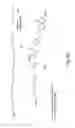 Fig. 45 - RNA INTERFERENCE MEDIATED INHIBITION OF GENE EXPRESSION USING CHEMICALLY MODIFIED SHORT INTERFERING NUCLEIC ACID (siNA)