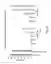 Fig. 91 - RNA INTERFERENCE MEDIATED INHIBITION OF GENE EXPRESSION USING CHEMICALLY MODIFIED SHORT INTERFERING NUCLEIC ACID (siNA)