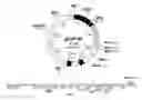 Fig. 07 - Transfection vector for pathogenic amoebae and uses thereof