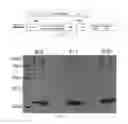 Fig. 08 - Antibody to human and mouse SEMA3A and use thereof