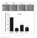 Fig. 13 - Antibody to human and mouse SEMA3A and use thereof