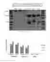 Fig. 18 - Antibody to human and mouse SEMA3A and use thereof