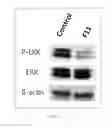 Fig. 25 - Antibody to human and mouse SEMA3A and use thereof
