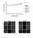 Fig. 30 - Antibody to human and mouse SEMA3A and use thereof