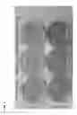 Fig. 04 - Intracellular delivery of biomolecules to cells comprising a cell wall