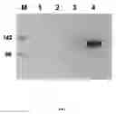 Fig. 08 - Method of improving chloroplast function and increasing seed yield