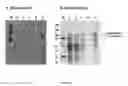 Fig. 13 - Method of improving chloroplast function and increasing seed yield