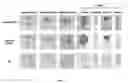 Fig. 33 - Method of improving chloroplast function and increasing seed yield