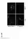 Fig. 19 - Opto-genetic modulator