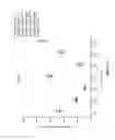 Fig. 07 - Composition and methods for highly efficient gene transfer using AAV capsid variants
