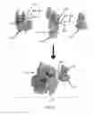 Fig. 14 - Compositions and methods of engineered CRISPR-Cas9 systems using split-nexus Cas9-associated polynucleotides