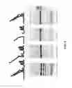 Fig. 17 - Compositions and methods of engineered CRISPR-Cas9 systems using split-nexus Cas9-associated polynucleotides