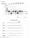 Fig. 50 - METHODS AND COMPOSITIONS FOR RNA-DIRECTED TARGET DNA MODIFICATION AND FOR RNA-DIRECTED MODULATION OF TRANSCRIPTION