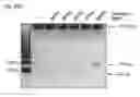 Fig. 55 - METHODS AND COMPOSITIONS FOR RNA-DIRECTED TARGET DNA MODIFICATION AND FOR RNA-DIRECTED MODULATION OF TRANSCRIPTION