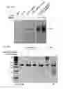 Fig. 58 - METHODS AND COMPOSITIONS FOR RNA-DIRECTED TARGET DNA MODIFICATION AND FOR RNA-DIRECTED MODULATION OF TRANSCRIPTION