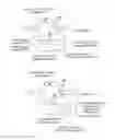 Fig. 01 - METHODS AND COMPOSITIONS FOR RNA-DIRECTED TARGET DNA MODIFICATION AND FOR RNA-DIRECTED MODULATION OF TRANSCRIPTION