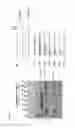 Fig. 18 - METHODS AND COMPOSITIONS FOR RNA-DIRECTED TARGET DNA MODIFICATION AND FOR RNA-DIRECTED MODULATION OF TRANSCRIPTION