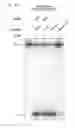 Fig. 23 - METHODS AND COMPOSITIONS FOR RNA-DIRECTED TARGET DNA MODIFICATION AND FOR RNA-DIRECTED MODULATION OF TRANSCRIPTION