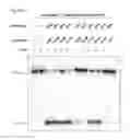 Fig. 38 - METHODS AND COMPOSITIONS FOR RNA-DIRECTED TARGET DNA MODIFICATION AND FOR RNA-DIRECTED MODULATION OF TRANSCRIPTION
