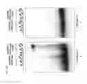 Fig. 48 - METHODS AND COMPOSITIONS FOR RNA-DIRECTED TARGET DNA MODIFICATION AND FOR RNA-DIRECTED MODULATION OF TRANSCRIPTION