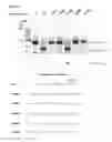 Fig. 50 - METHODS AND COMPOSITIONS FOR RNA-DIRECTED TARGET DNA MODIFICATION AND FOR RNA-DIRECTED MODULATION OF TRANSCRIPTION
