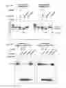 Fig. 51 - METHODS AND COMPOSITIONS FOR RNA-DIRECTED TARGET DNA MODIFICATION AND FOR RNA-DIRECTED MODULATION OF TRANSCRIPTION