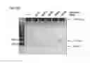 Fig. 55 - METHODS AND COMPOSITIONS FOR RNA-DIRECTED TARGET DNA MODIFICATION AND FOR RNA-DIRECTED MODULATION OF TRANSCRIPTION