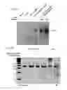 Fig. 58 - METHODS AND COMPOSITIONS FOR RNA-DIRECTED TARGET DNA MODIFICATION AND FOR RNA-DIRECTED MODULATION OF TRANSCRIPTION