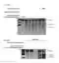 Fig. 59 - METHODS AND COMPOSITIONS FOR RNA-DIRECTED TARGET DNA MODIFICATION AND FOR RNA-DIRECTED MODULATION OF TRANSCRIPTION
