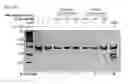 Fig. 61 - METHODS AND COMPOSITIONS FOR RNA-DIRECTED TARGET DNA MODIFICATION AND FOR RNA-DIRECTED MODULATION OF TRANSCRIPTION