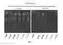 Fig. 08 - Compositions and methods for producing lipids and other biomaterials from grain ethanol stillage and stillage derivatives