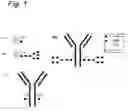 Fig. 02 - Process for the modification of a glycoprotein using a glycosyltransferase that is or is derived from a β(1,4)-n-acetylgalactosaminyltransferase