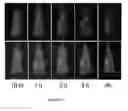 Fig. 14 - In vivo detection of phospholipase activation