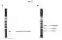Fig. 09 - KIT AND METHOD FOR DETECTING SINGLE NUCLEOTIDE POLYMORPHISM