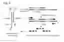 Fig. 06 - Encoded self-assembling chemical libraries (ESACHEL)