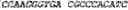 Fig. 28 - Polymerase variants