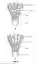 Fig. 03 - Modifying natural feathers for use in sporting goods