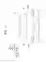 Fig. 12 - LIGHTING APPARATUS